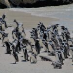 from cape town cape of good hope tour and penguin viewing From Cape Town: Cape of Good Hope Tour and Penguin Viewing