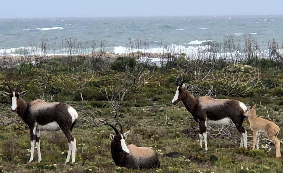 From Cape Town: Cape Point National Park E-Bike Tour - Just The Basics