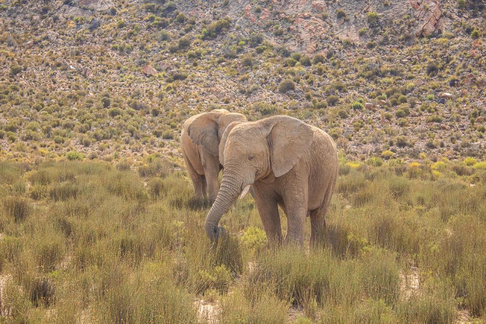 From Cape Town: Group Transfer Only to Aquilla Game Reserve - Just The Basics