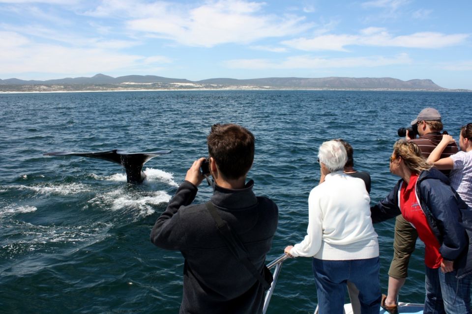 From Cape Town: Hermanus Whale Watching Boat Trip - Just The Basics