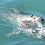 from cape town shark cage diving and penguin tour From Cape Town: Shark Cage Diving and Penguin Tour