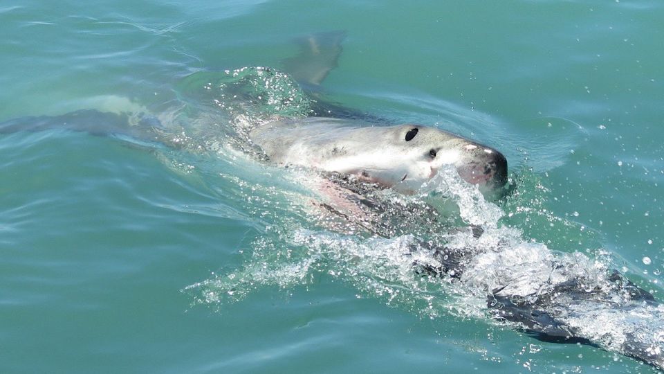 from cape town shark cage diving and penguin tour From Cape Town: Shark Cage Diving and Penguin Tour