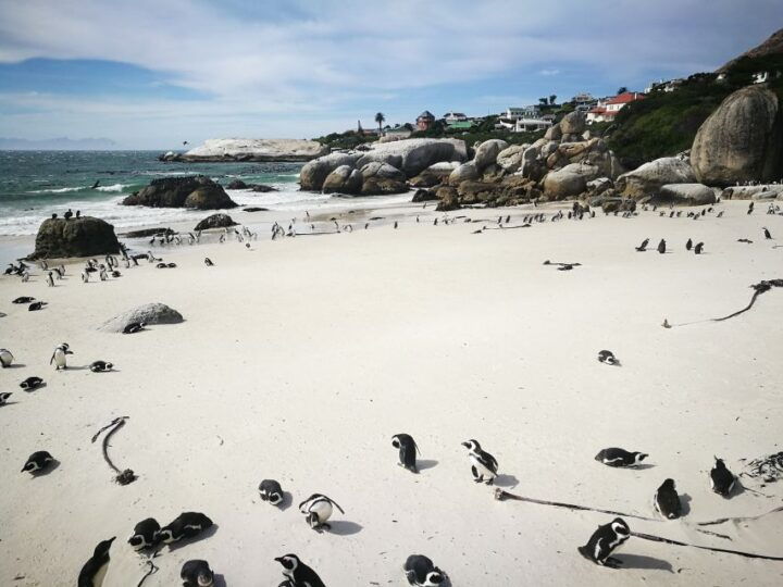 From Cape Town/Stellenbosch: Cape Peninsula Private Day Trip - Just The Basics