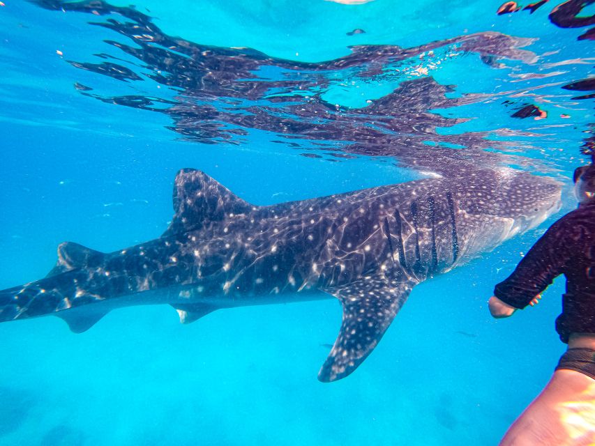 From Cebu: Oslob Whale Shark Snorkeling and Canyoning Tour - Key Points