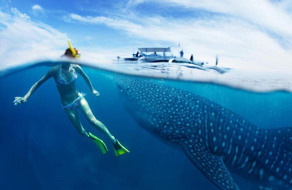 From Cebu: Whale Shark Tour and Tumalog Falls Private Tour - Key Points