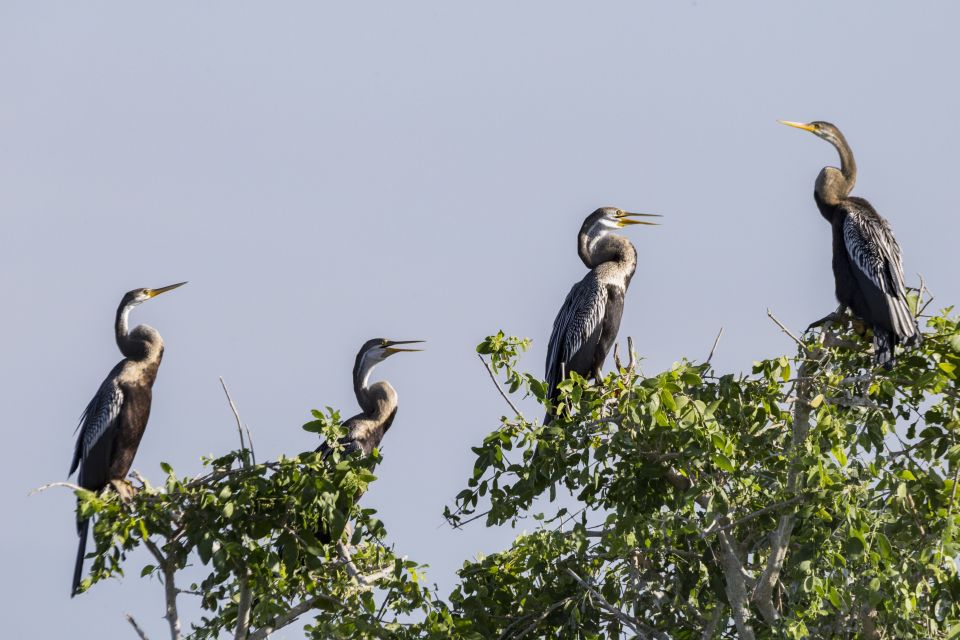 From Colombo: Muthurajawela Sanctuary Bird Watching Tour - Key Points