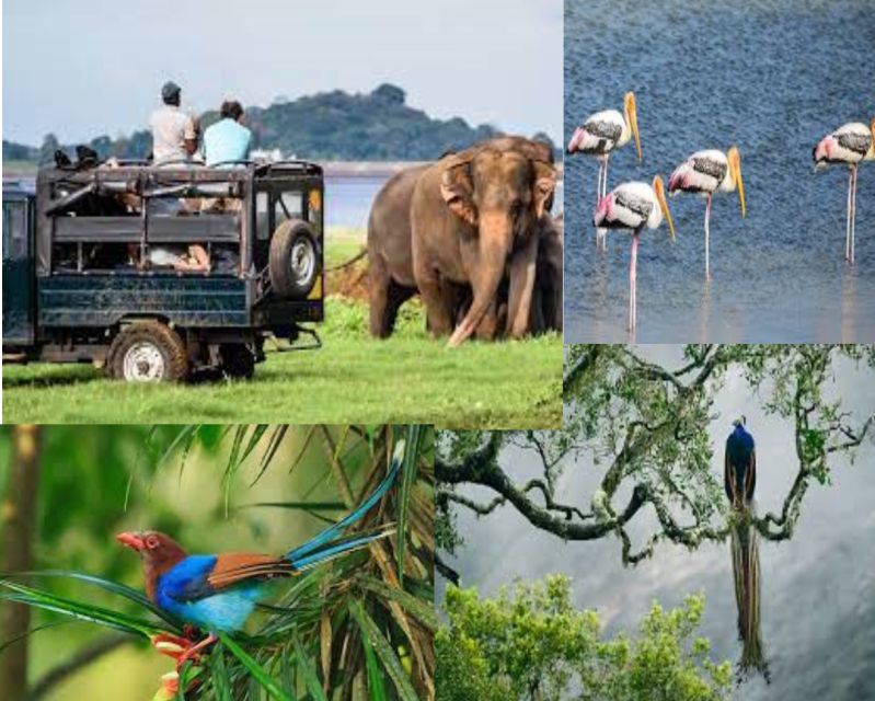 From Colombo To Yala National Park Safari Tour - Key Points