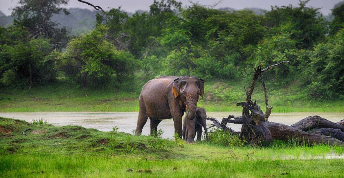 From Colombo: Udawalawa Safari & Elephant Transit Home Tour - Key Points