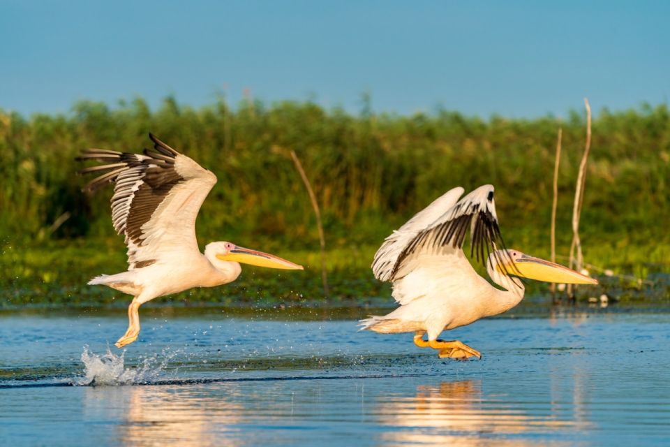 From Constanta: Day Trip to the Danube Delta - Activity Description