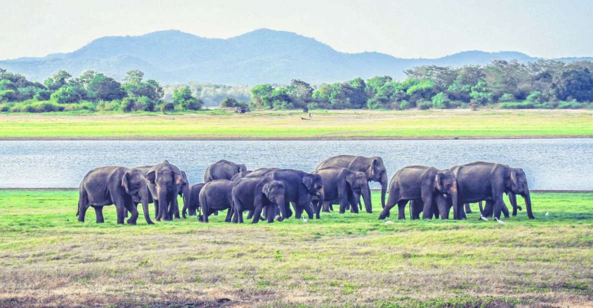 From Dambulla: Full Day Safari at Minneriya National Park - Key Points