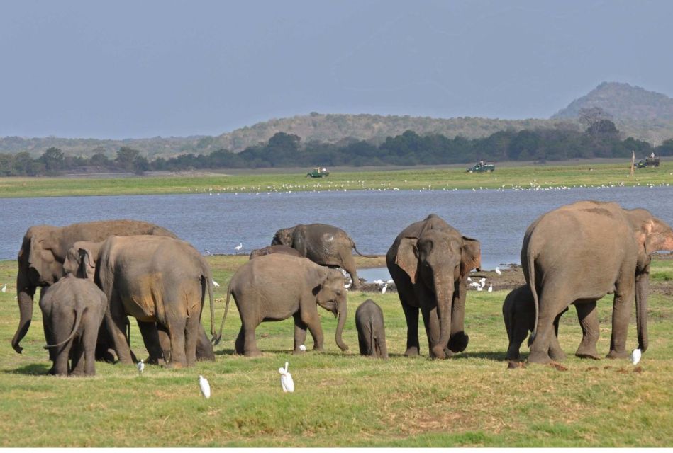 From Dambulla/ Sigiriya: Safari at Minneriya National Park - Key Points