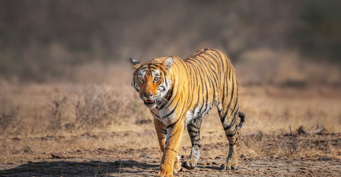 From Delhi: 4-Day Golden Triangle & Ranthambore Tiger Safari - Key Points