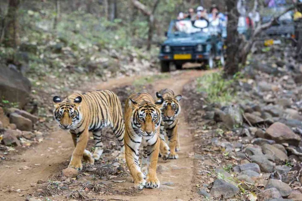 From Delhi: 5 Day Golden Triangle & Ranthambore Tiger Safari - Key Points