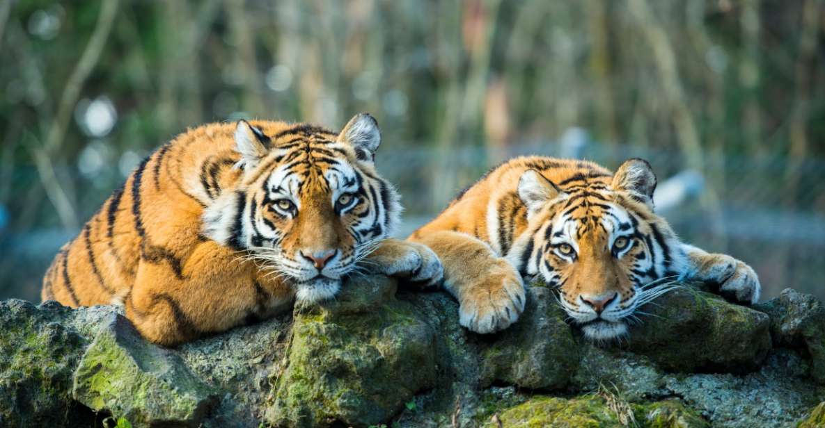 From Delhi: 5-Day Golden Triangle & Ranthambore Tiger Safari - Key Points