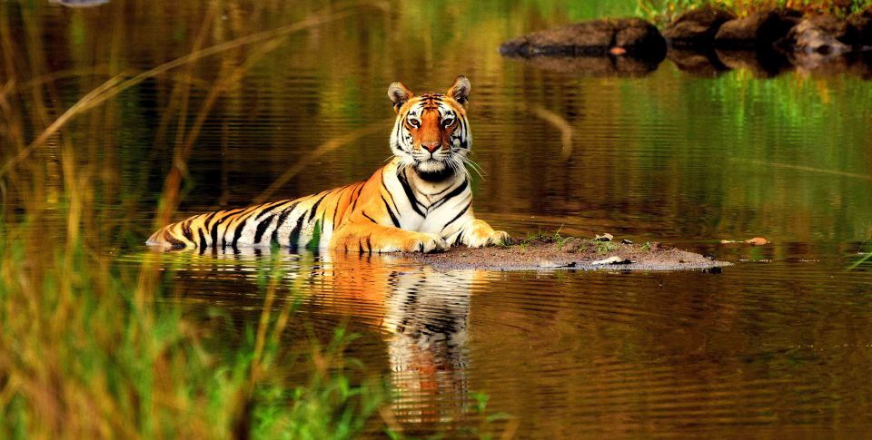 From Delhi: 5-Day Tiger Safari & Golden Triangle Tour - Transportation and Pickup Details