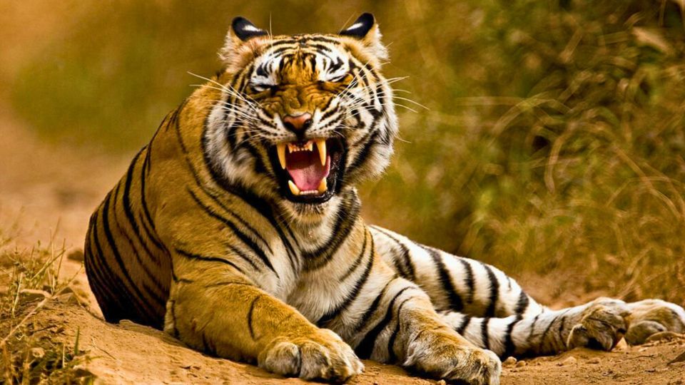 From Delhi: 5-Days Golden Triangle Tour With Tiger Safari - Key Points