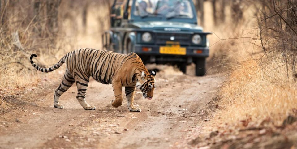 From Delhi: 6 Days Golden Triangle Tour With Ranthambore - Key Points