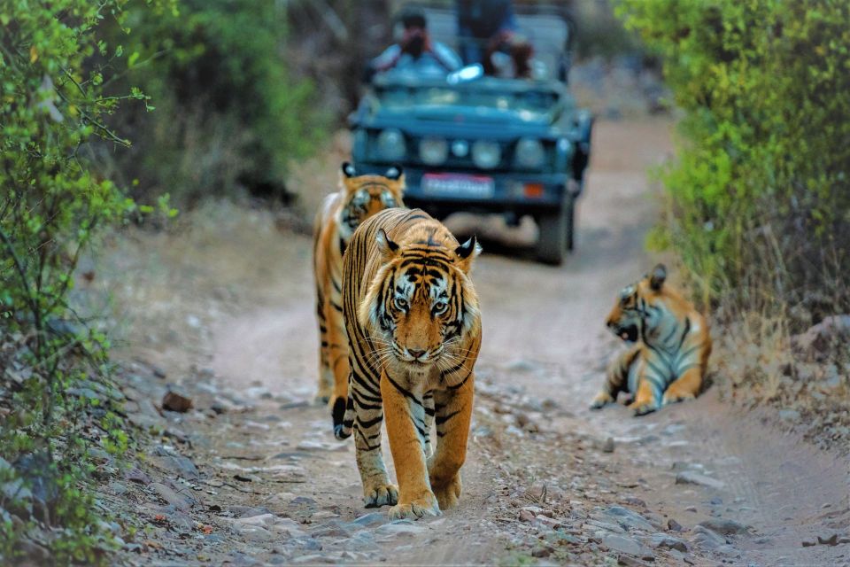 From Delhi: Agra, Jaipur With Tiger Jungle Safari - Key Points