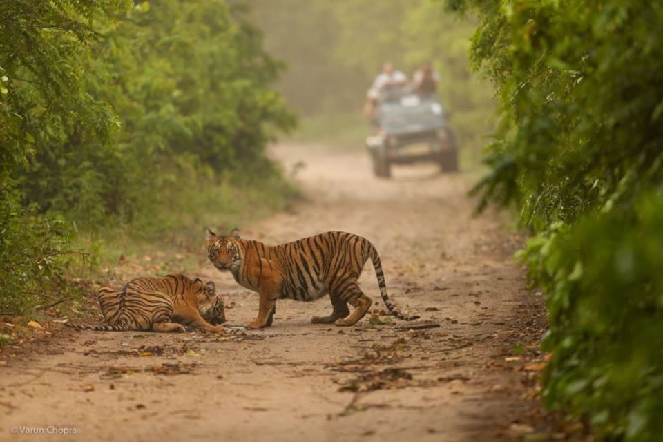 From Delhi: Golden Triangle & Ranthambore Tiger Safari 4 Day - Key Points