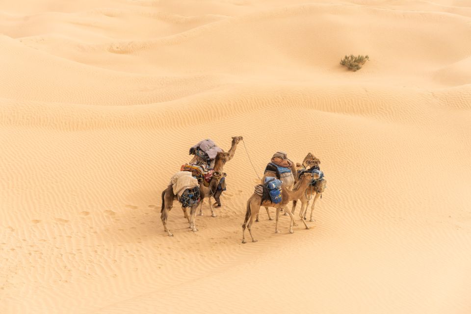 From Djerba and Zarzis : An Epic 3 Days Desert Adventure - Key Points