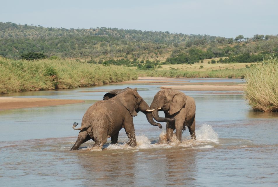 from durban full day hluhluwe umfolozi park tour From Durban: Full-Day Hluhluwe-Umfolozi Park Tour