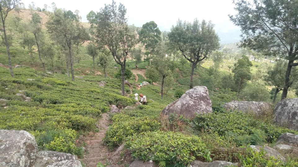 From Ella: Tea Adventure in Haputale With Village Lunch - Key Points