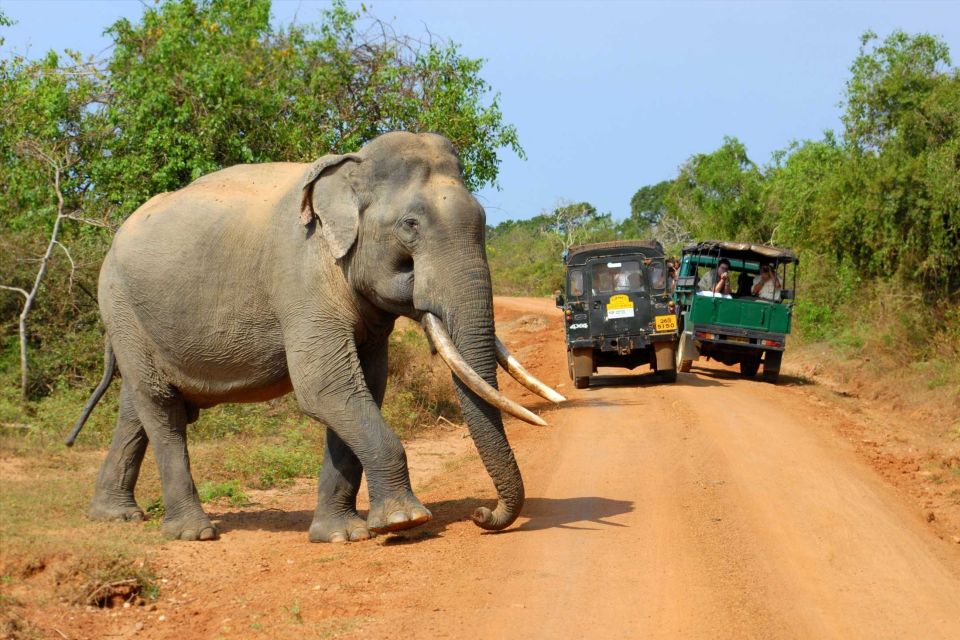 From Ella : Yala National Park Safari Tour - Key Points