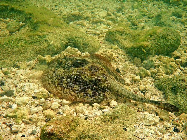 From Fort Lauderdale: Key West and Glass Bottom Boat - Activity Details