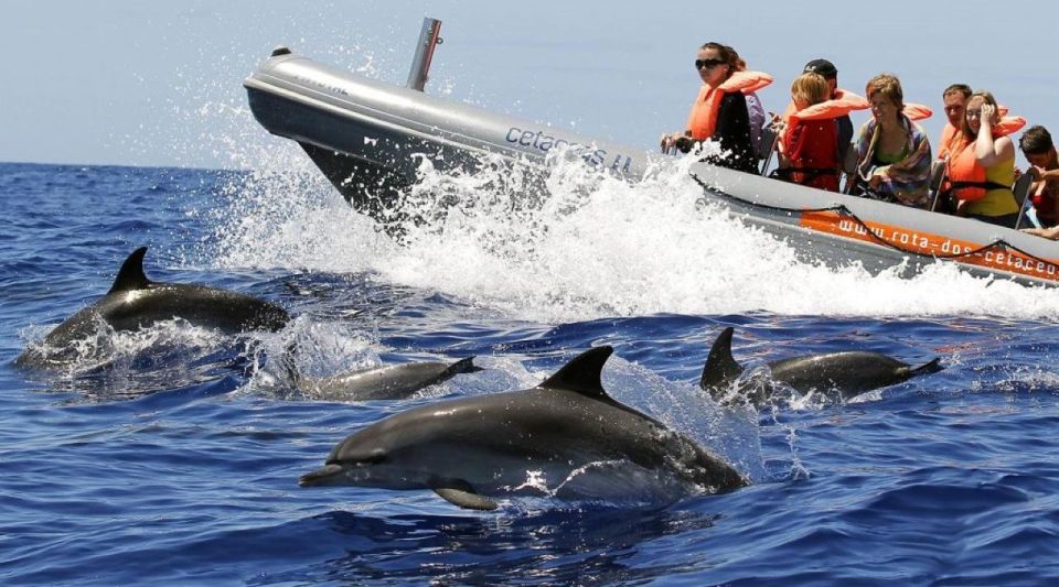 From Funchal: Whale and Dolphin Watching - Key Points