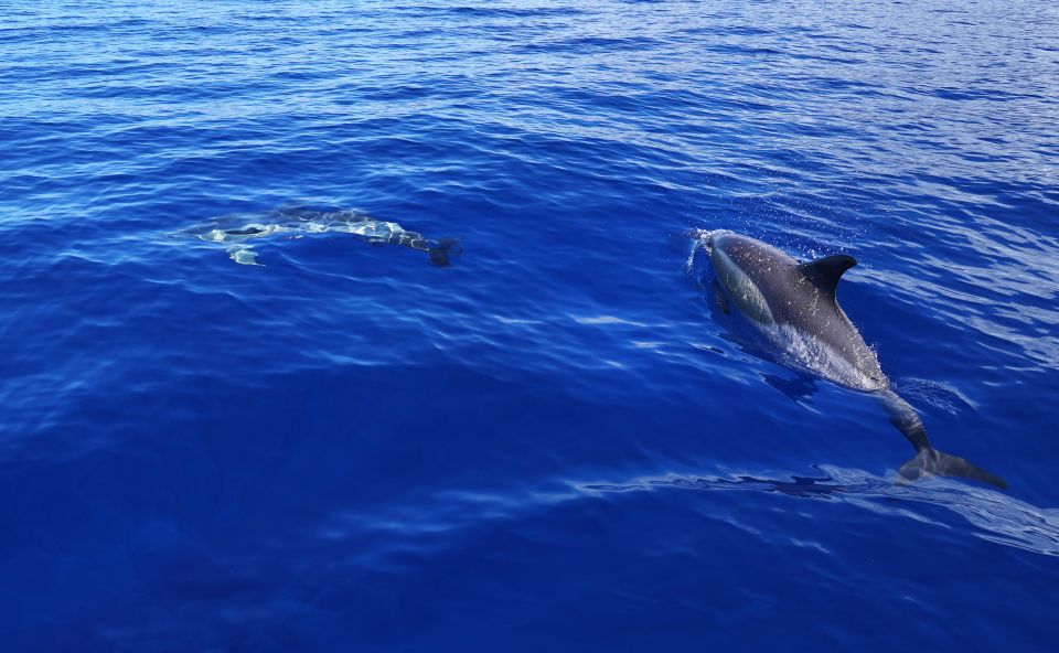 From Funchal: Whales and Dolphin Adventure Tour - Key Points