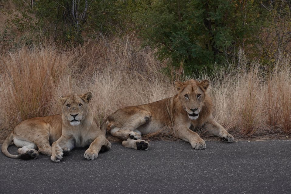 From Hoedspruit: Kruger National Park Safari With Transfer - Just The Basics