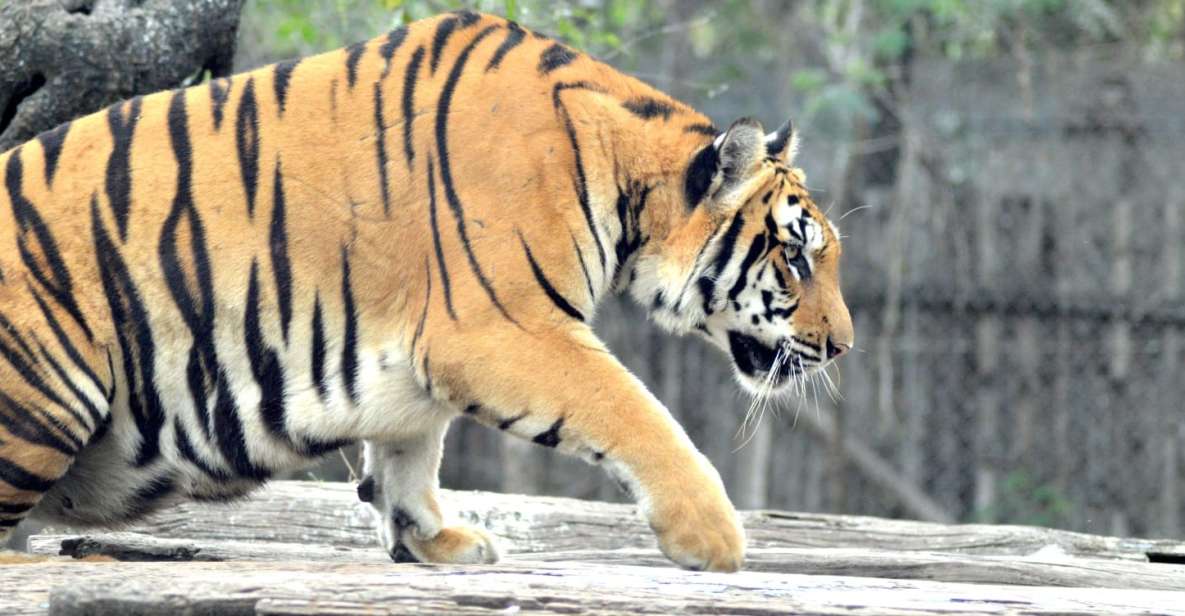 From Jaipur : 2 Days 1 Night Ranthambore Tiger Safari Tour - Key Points