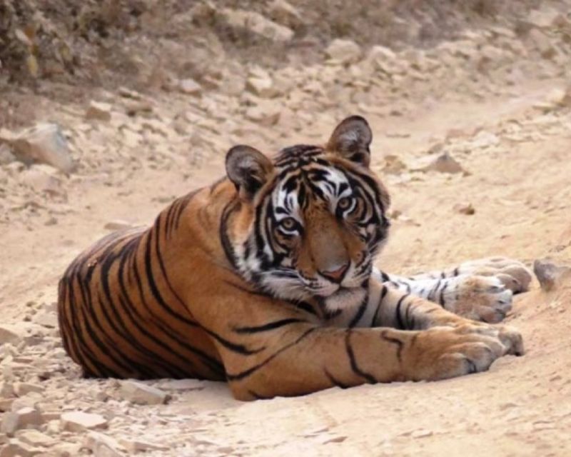 From Jaipur: Guided Ranthambore Tour With Cab - Booking Information