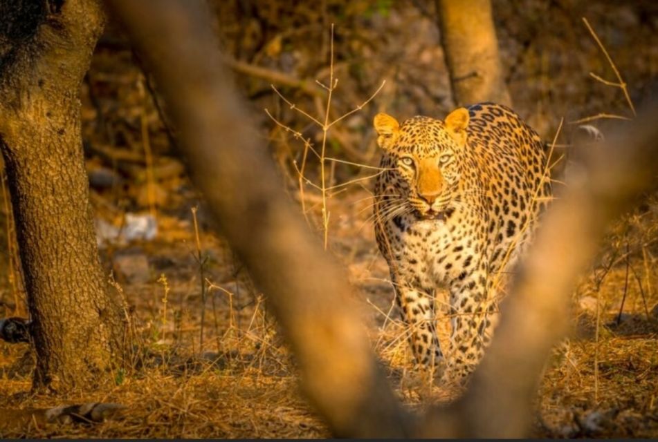 From Jaipur: Ranthambore Tiger Safari Overnight Tour - Key Points