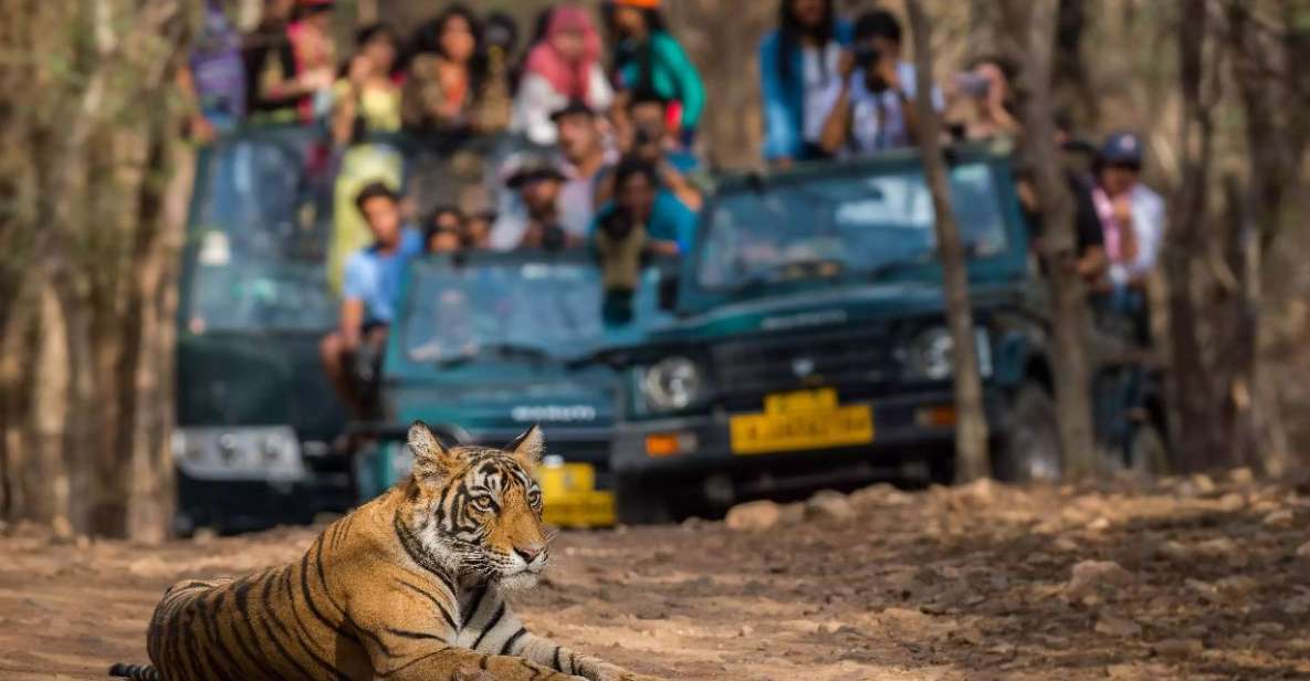 From Jaipur:Ultimate Jaipur to Ranthambore Jeep Safari Tour - Key Points