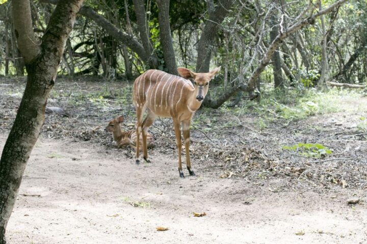 From Johannesburg: 3-Day Budget Kruger National Park Safari - Just The Basics