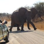 from johannesburg kruger national park 5 day luxury safari From Johannesburg: Kruger National Park 5-Day Luxury Safari