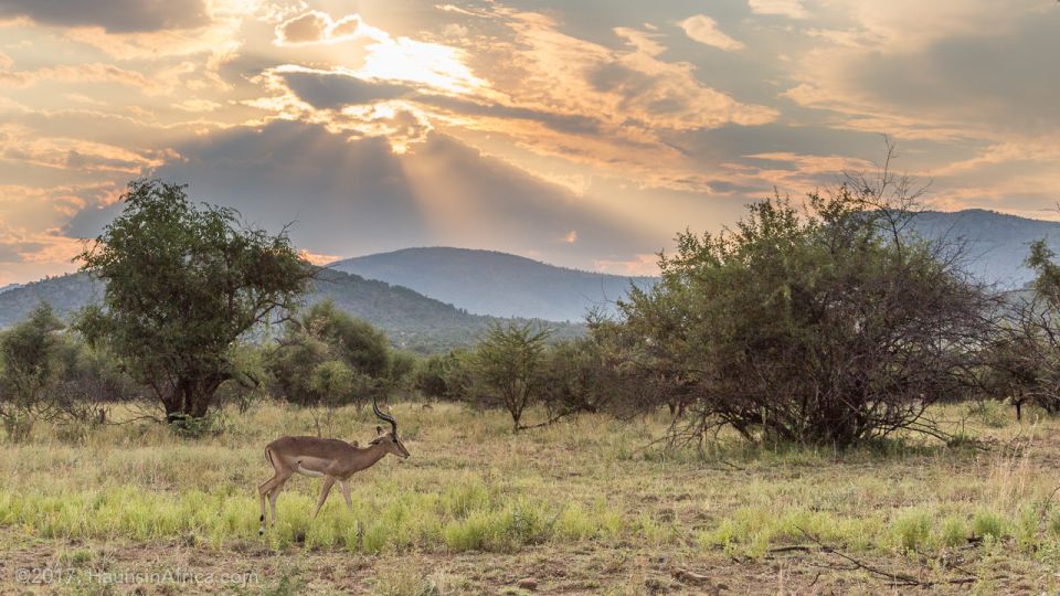 From Johannesburg: Pilanesberg National Park Safari - Just The Basics
