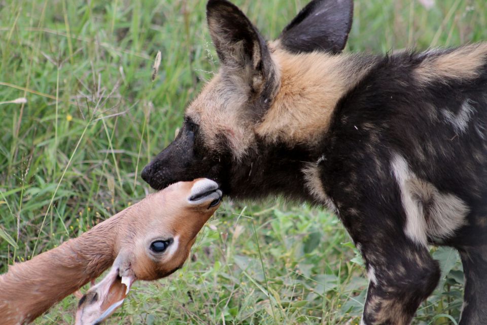 From Johannesburg: Pilanesberg Nature Reserve Game Safari - Just The Basics