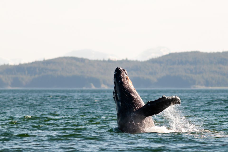 From Juneau: Whale Watching Cruise With Snacks - Key Points