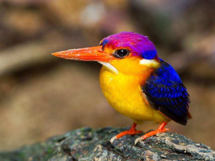 From Kandy: Bird Watching Tour to Udawatte Kele Sanctuary - Key Points