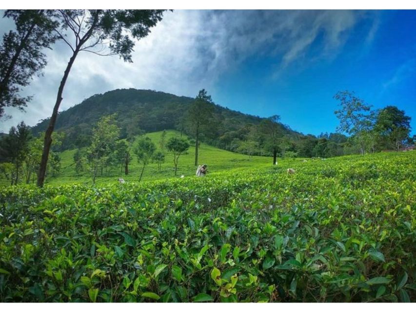 From Kandy: James Taylor's Tea Tour (The Tale of Ceylon Tea) - Key Points