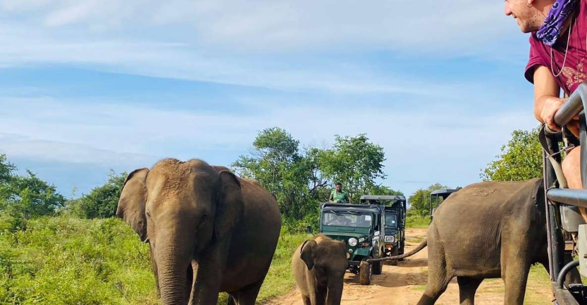 From Kandy: Sigiriya/Dambulla and Minneriya Park Safari - Key Points