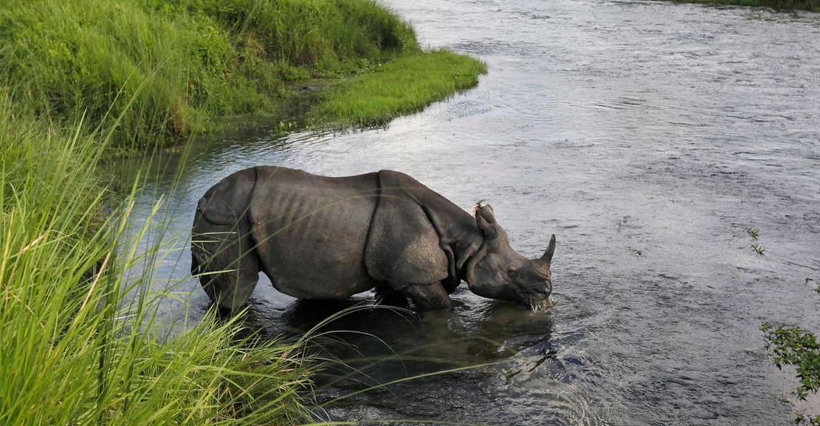 From Kathmandu or Pokhara: 3 Nights Chitwan Jungle Safari - Key Points