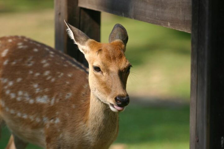 From Kyoto: Nara Guided Half Day Bus Tour - Just The Basics