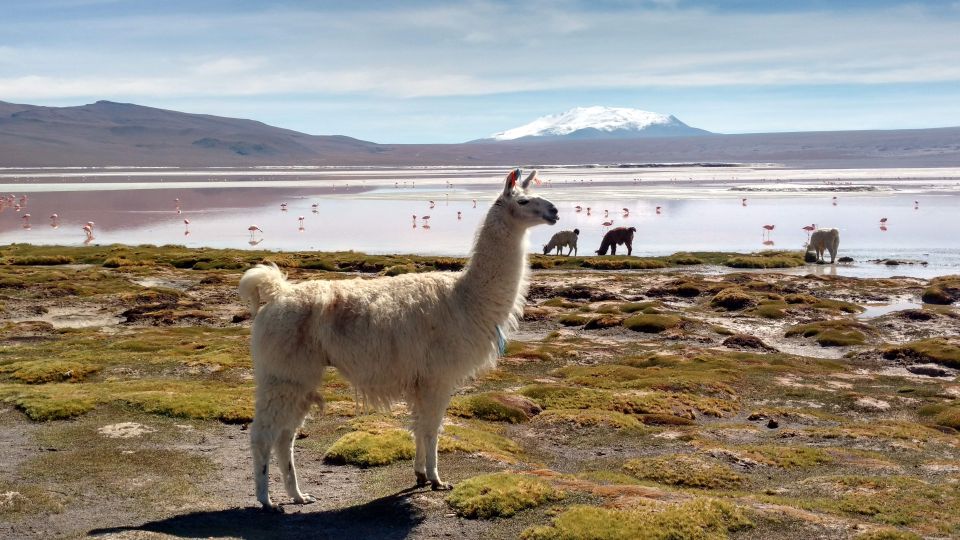 From La Paz: 2-Day Uyuni Salt Flats & Red Lagoon by Flight. - Key Points