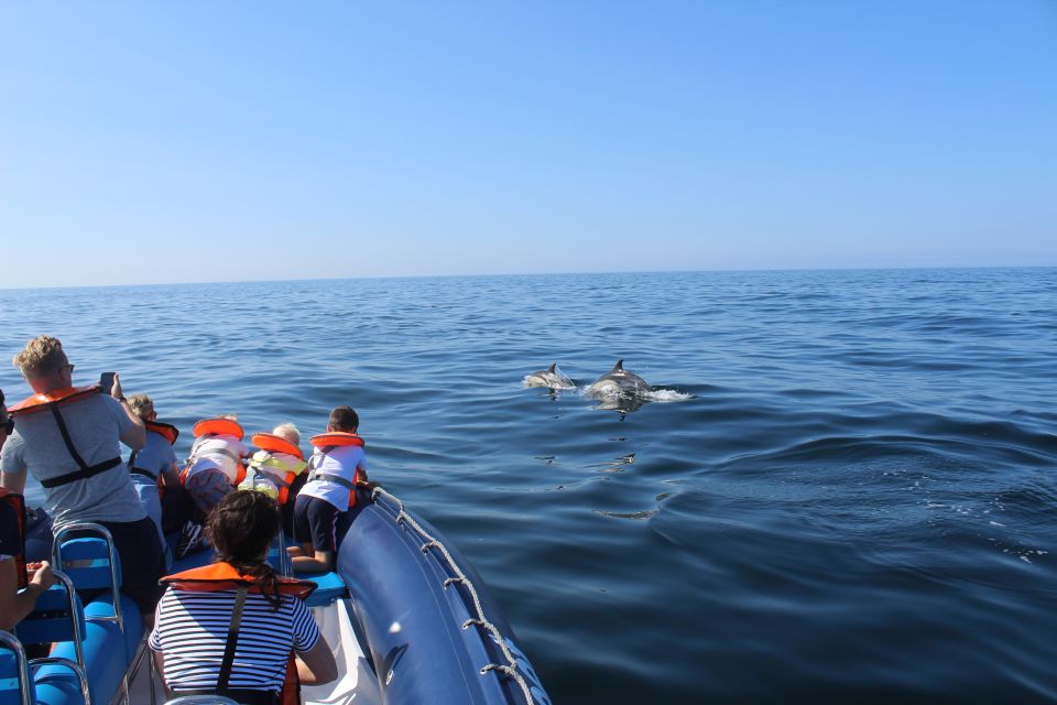 From Lagos: Dolphin Watching Boat Trip - Key Points