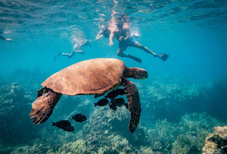 From Maalaea: Half-Day Snorkel & Whale Watching Excursion - Key Points