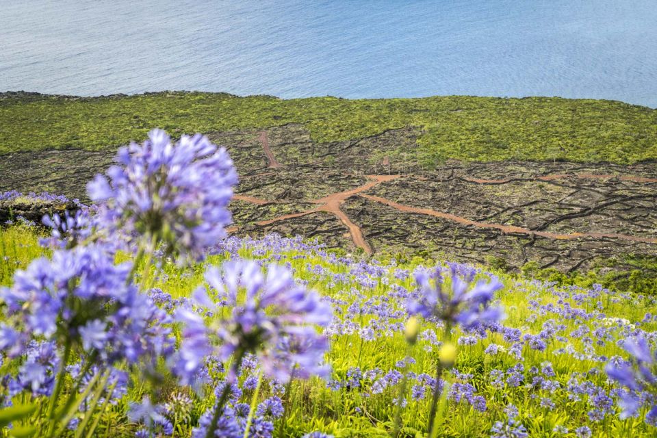 From Madalena: Pico Volcanoes and Lakes Guided Day Tour - Key Points