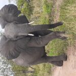 from malelane kruger national park full day safari From Malelane: Kruger National Park Full-Day Safari